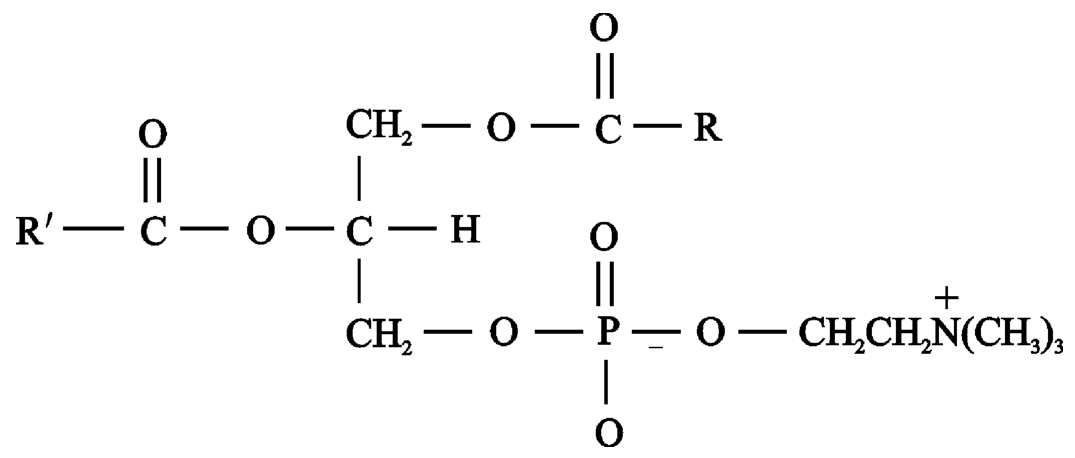 磷脂分子结构模式图图片